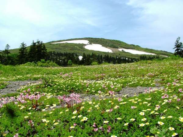 森吉山の春～夏は高山植物を眺めながらのトレッキングでお楽しみいただけます。