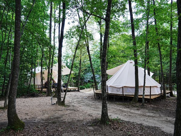 くぬぎの森の中にテントがあります