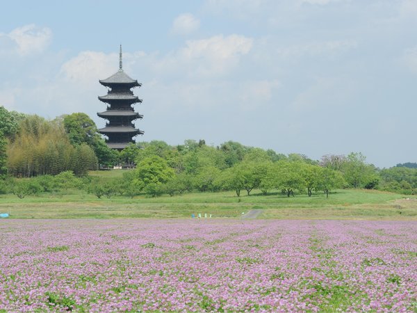 【備中国分寺とレンゲ】当館からお車で約5分