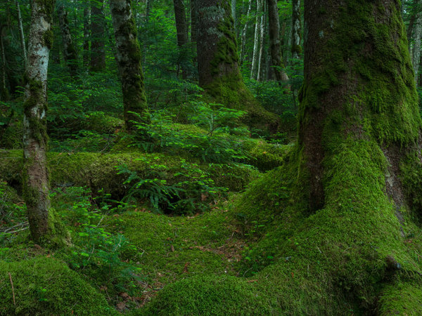  原生林と苔の森
