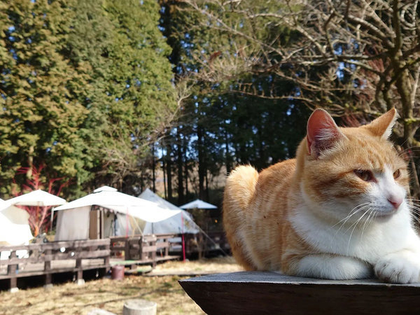 ・【猫】癒しの看板猫♪インスタでも話題の猫ちゃんたちに会いに来ませんか？