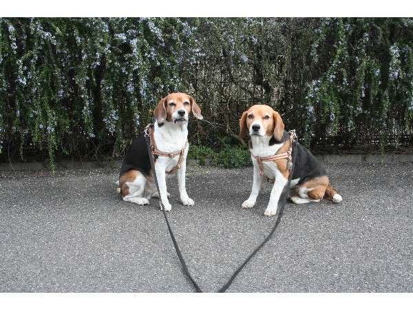 可愛い愛犬と共に泊まることも出来ます