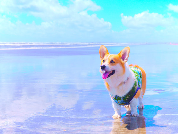 【滞在イメージ】海辺で愛犬と一緒にのびのび過ごしませんか♪