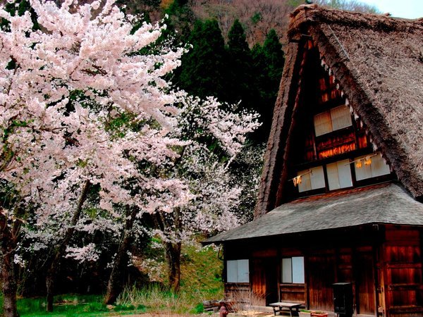 【春季】桜色に染まる白川郷、白川村の桜は例年、4月中旬頃から咲き始め下旬頃にピークを迎えます。