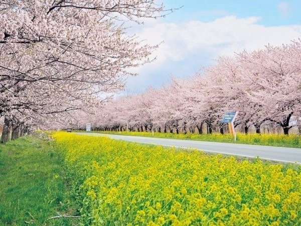 桜咲く菜の花ロード