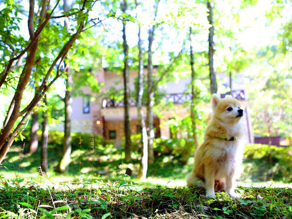 那須高原 愛犬と泊まれる 森のコテージ くるみの木の写真その1