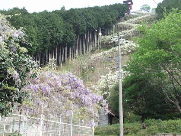 美山温泉 愛徳荘の写真その2