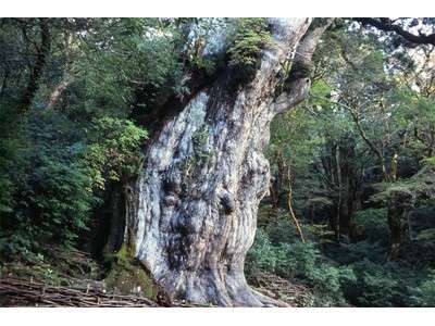樹齢7200年とも言われる屋久島を代表する「縄文杉」