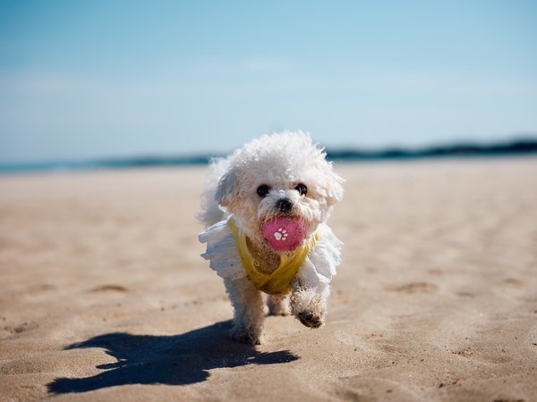 《愛犬散歩にオススメ》約500mの真っ白な砂浜が美しい清石浜まで徒歩1分。