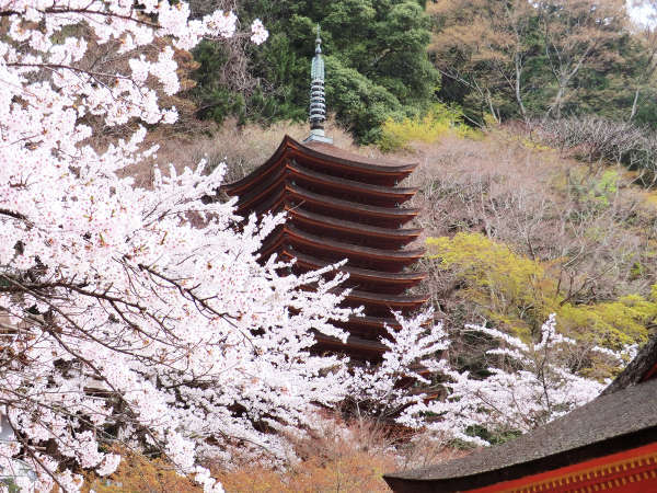 【談山神社・春】当館すぐ真向かいの談山神社。たくさんの桜が咲き誇ります。