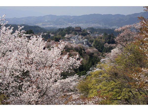 吉野山上千本桜。標高390ｍから600ｍ。中央は金峯山寺。吉野と桜の結びつきは7世紀ごろから。