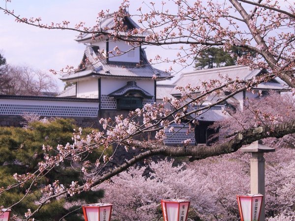 【桜】青々とした山々に囲まれた加賀温泉は、春の訪れとともに美しい風景が広がります。