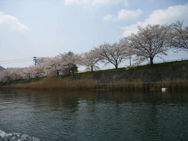 萩八景遊覧船から臨む　桜花満開