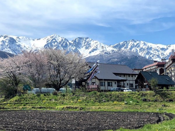 桜と白馬三山