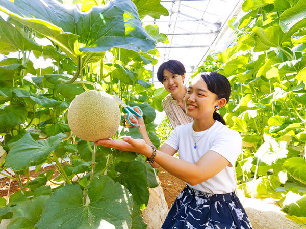 お土産用の１玉収穫体験。贈答用にも家族用にもどうぞ