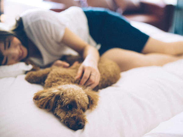 愛犬と泊まれるスタイリッシュ宿。D+KIRISHIMA　ペット同伴可能な客室。ワンちゃんとお寛ぎください