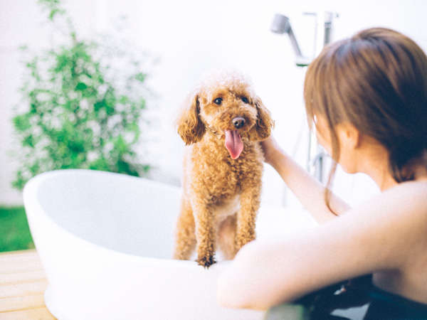 愛犬と泊まれるスタイリッシュ宿。D+KIRISHIMA　温泉を心行くまで楽しむために一室ずつ開放的な専用露天風呂完備