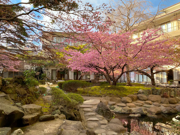 当館中庭の河津桜