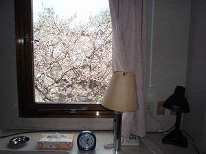 お部屋からの眺め。春には目の前に桜。