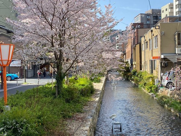 高瀬川桜並木（お部屋からもご覧いただけます）