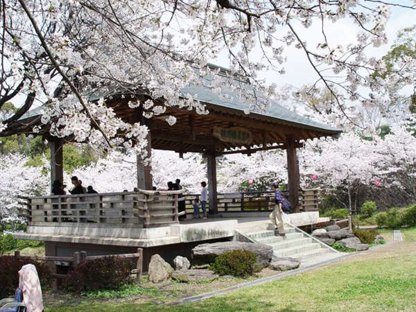 観月楼展望所は菊池公園の桜と菊池市内が一望できる絶景スポット。約3000本の桜が山いっぱいに広がります。