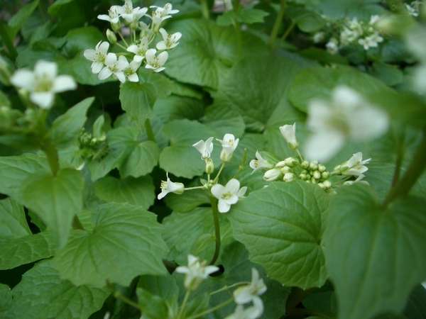 はっぱをいただく【天然葉ワサビ】　わさび独特の風味をさっぱりと