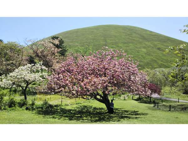 桜の里・大室山は一年中素晴らしい景色で癒されます！