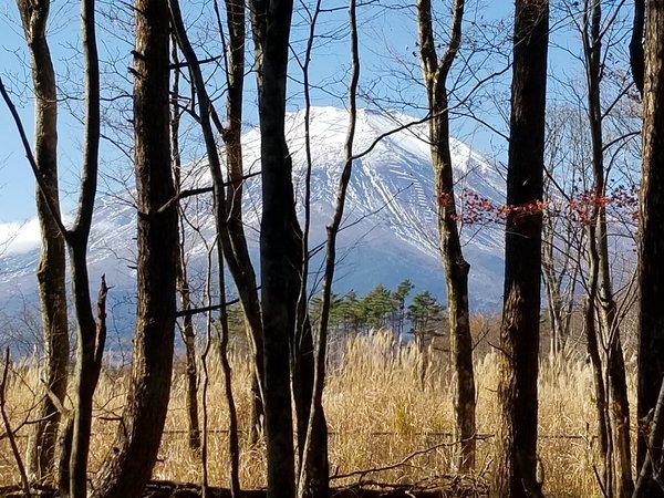 もみじ山荘敷地の林からのぞかせる富士山。遠くからではなく近くでのダイナミックな富士山です！