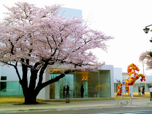 官庁街通りの桜と十和田市現代美術館の野外アート作品「フラワーホース」見頃は4月末～5月頭まで