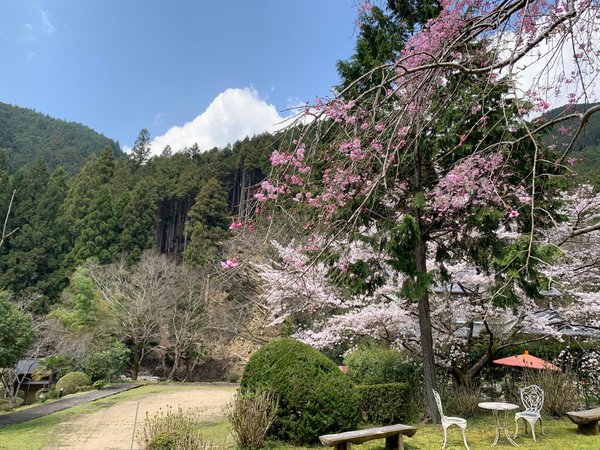 【景観：庭】逢桜庭園に咲く「枝垂れサクラと八重サクラ」