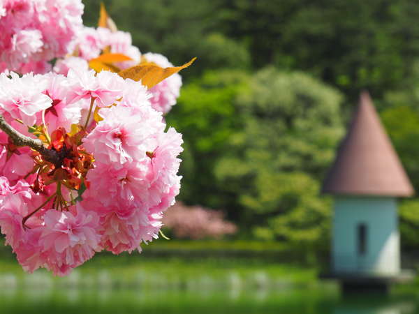 【春】緑ヶ池公園の八重桜