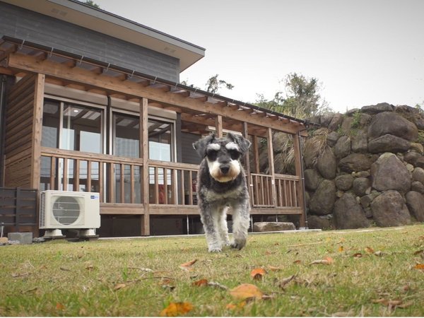 看板犬ハチ（ドッグラン）