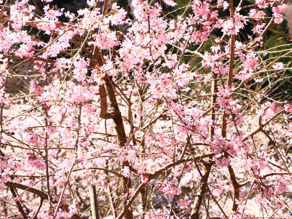 鮮やかな色を魅せる桜