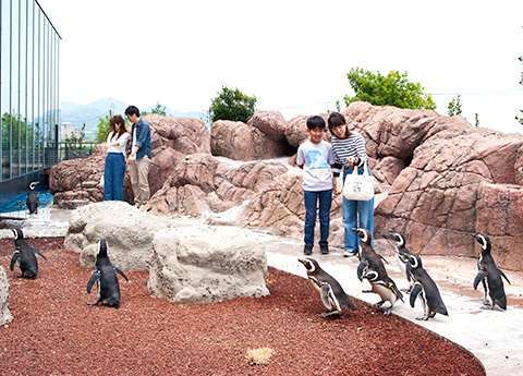上越市立水族博物館 「うみがたり」　マゼランペンギンを屋外通路を歩きながら、圧倒的な近さで体感。