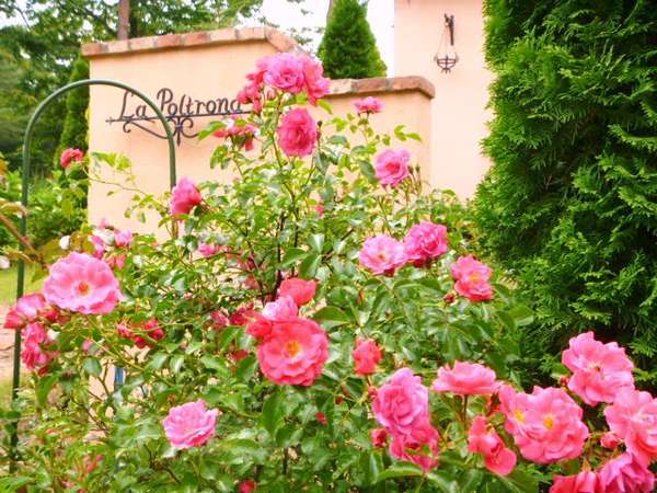 色鮮やかな薔薇の中庭