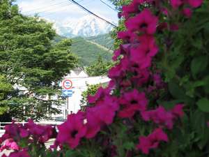 サフィニアの向後には白馬槍ヶ岳が・・・