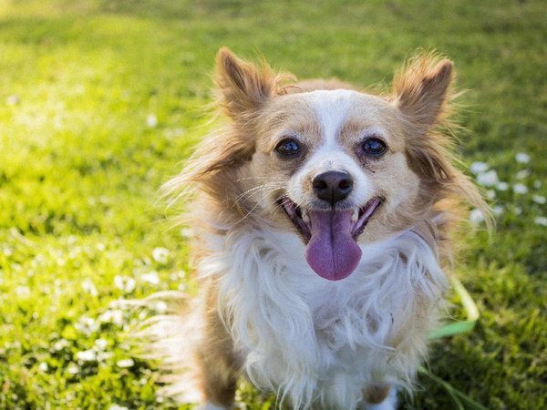 天橋立では数少ない『ペットと泊まれる民宿』です！小型犬のみ一緒にご利用いただけます。