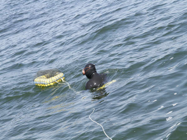 主人が素潜り漁で獲ってくる獲れたての新鮮な海の幸をご提供します！