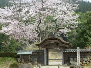 朝倉遺跡唐門桜の頃