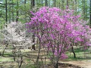 富士桜ミツバツツジ祭り