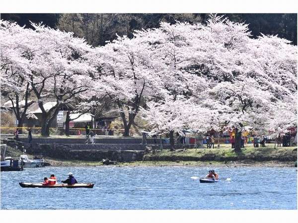 琵琶湖からお花見
