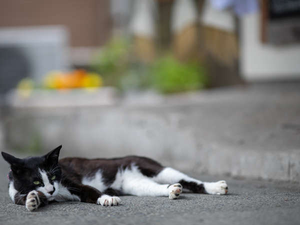 看板猫くろちゃん