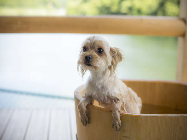 全室露天風呂付 愛犬と泊まれる温泉宿 わんこあんの写真その5