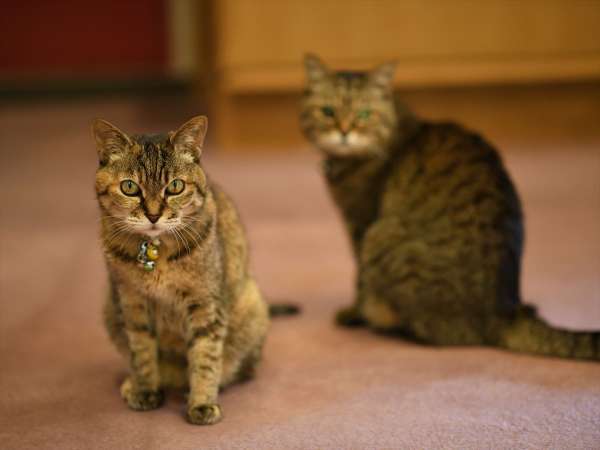 人懐っこい４匹の看板ネコとふれあえる(=^･ｪ･^=)