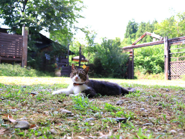 看板ねこ『ぽーちゃん』