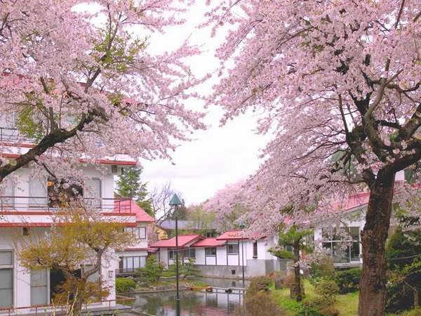 広い敷地には多数の桜。2024年開花予想は4月16日頃。離れ・雄飛館は花見部屋に！ライトアップで夜桜が◎