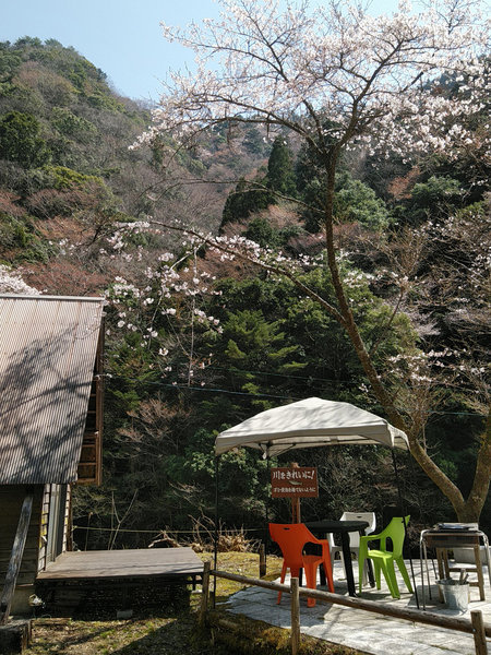 春には場内でお花見