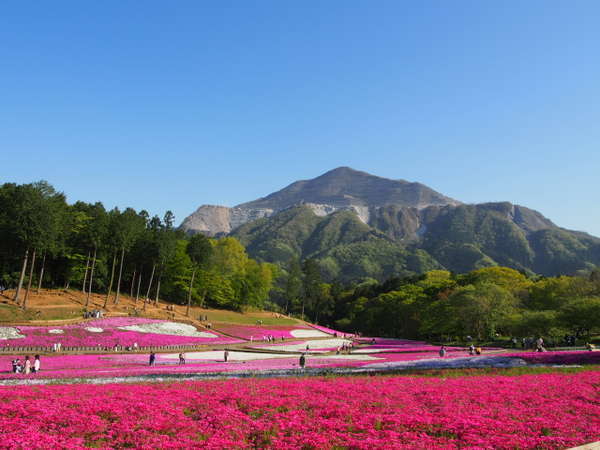 秩父・羊山公園　芝桜の丘