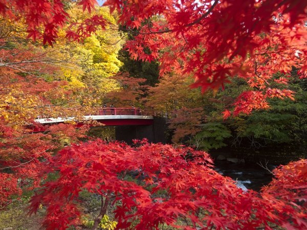 *中野もみじ山/2023年夜の紅葉絶景ランキングにて、「中野もみじ山」が1位にランクイン