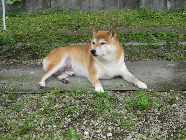 看板犬のダン♂